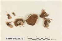 藏品(曲尾苔科)的圖片